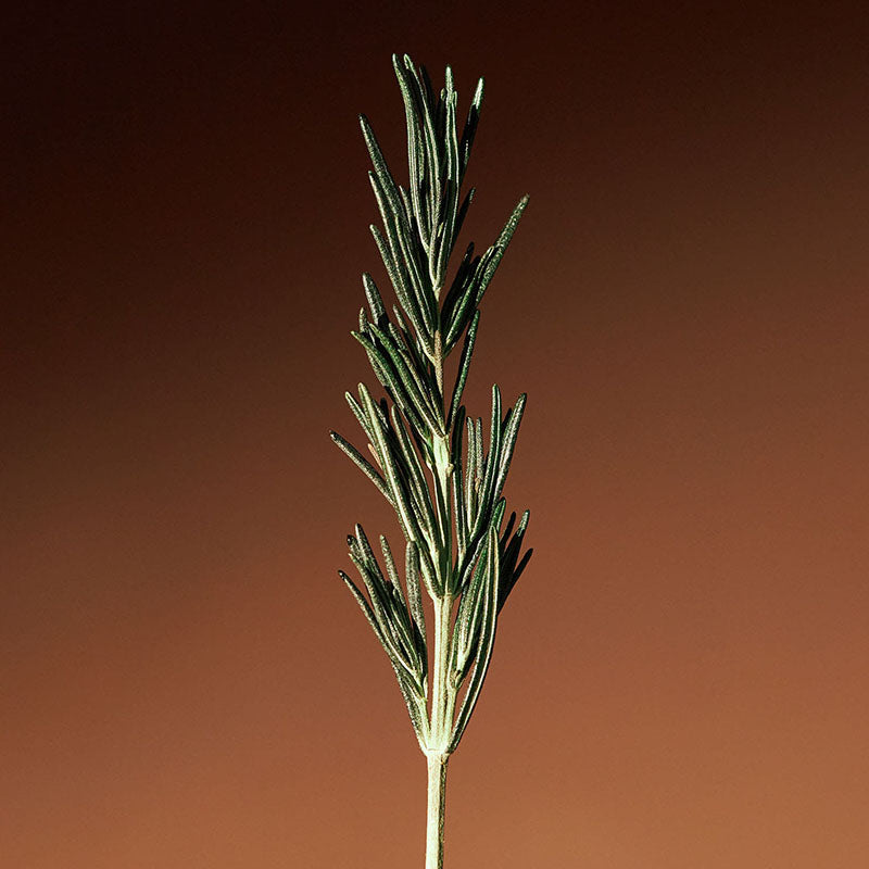 Vitalizing Rosemary Concentrated Essence